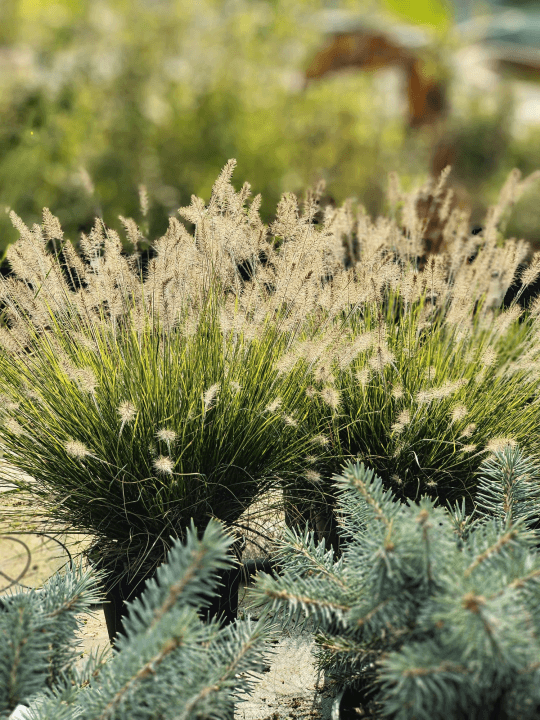 Pennisetum 'Tiny Twinkler'